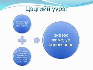 Навчны үүрэг Шим бодисыг бий болгон түүгээрээ бусад эрхтнийг хангана.Ус ууршуулна Агаарыг хүчилтөрөгчөөр баяжуулна.