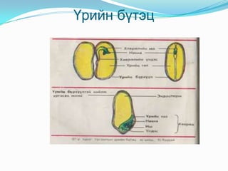 Ургамлын үржлийн эрхтэн тогтолцоо Цэцэг 