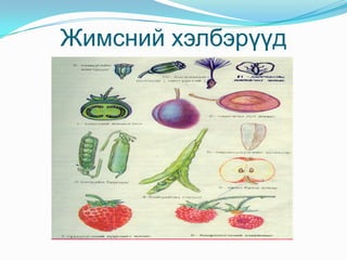 Үр Нэг талт үр-бүрхүүл, хөврөл, эндоспермХос талт үр- бүрхүүл, хөврөлХөврөл – -хөврөлийн үндэс -хөврөлийн иш -хөврөлийн нахиа -үрийн тал 
