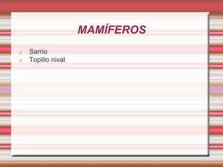 MAMÍFEROS 
Sarrio 
Topillo nival 
 