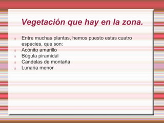 Vegetación que hay en la zona. 
Entre muchas plantas, hemos puesto estas cuatro 
especies, que son: 
Acónito amarillo 
Búgula piramidal 
Candelas de montaña 
Lunaria menor 
 