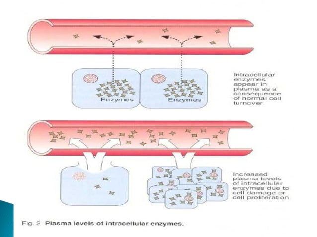 Alt and AST role in liver disorder | PPT