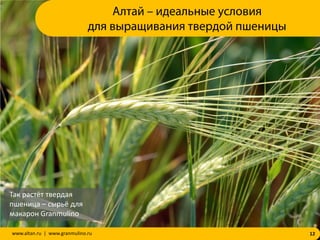 12www.altan.ru | www.granmulino.ru
Так растёт твердая
пшеница – сырьё для
макарон Granmulino
Алтай – идеальные условия
для выращивания твердой пшеницы
 