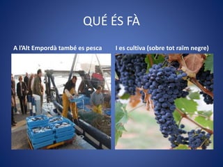 QUÉ ÉS FÀ
A l’Alt Empordà també es pesca I es cultiva (sobre tot raïm negre)
 