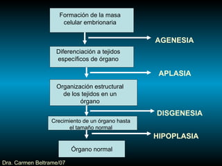 AlteracióN Del Crecimiento Y Dif Celular | PPT