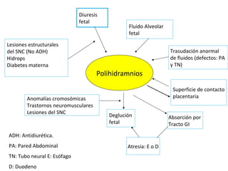 Polihidramnios
Diuresis
fetal
Fluido Alveolar
fetal
Trasudación anormal
de fluidos (defectos: PA
y TN)
Superficie de contacto
placentaria
Deglución
fetal
Absorción por
Tracto GI
Atresia: E o D
Anomalías cromosómicas
Trastornos neuromusculares
Lesiones del SNC
Lesiones estructurales
del SNC (No ADH)
Hidrops
Diabetes materna
ADH: Antidiurética.
PA: Pared Abdominal
TN: Tubo neural E: Esófago
D: Duodeno
 