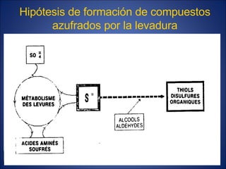 Hipótesis de formación de compuestos
azufrados por la levadura
 