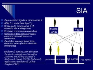 SIA Gen recesivo ligado al cromosoma X ADN 5    reductasa tipo 2 y  Brazo corto cromosoma X rA (receptor de andrógenos) Embrión cromosoma masculino Detención desarrollo genitales externos masculinos-------- femeninos Genitales internos femeninos detenido antes (factor inhibición mulleriano) Síndrome de Feminización Testicular, Pseudo-hermafroditismo Masculino, Síndrome de Goldberg-Maxwell o Síndrome de Morris (CAIS), Síndrome de Reifenstein o Síndrome de Gilbert-Dreyfus (PAIS).  Madre CAIS Padre Hija Portadora Hija con fenotipo Hija normal Hijo normal 