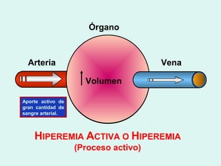 Órgano



  Arteria                             Vena

                     Volumen

Aporte activo de
gran cantidad de
sangre arterial.



    HIPEREMIA ACTIVA O HIPEREMIA
                   (Proceso activo)
 
