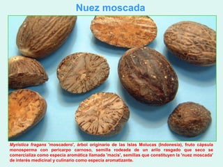 Nuez moscada




Myristica fragans 'moscadero', árbol originario de las Islas Molucas (Indonesia), fruto cápsula
monosperma con pericarpo carnoso, semilla rodeada de un arilo rasgado que seco se
comercializa como especia aromática llamada 'macis', semillas que constituyen la 'nuez moscada'
de interés medicinal y culinario como especia aromatizante.
 
