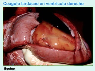 Coágulo lardáceo en ventrículo derecho




Equino
 