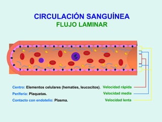 CIRCULACIÓN SANGUÍNEA
                        FLUJO LAMINAR




Centro: Elementos celulares (hematies, leucocitos). Velocidad rápida
Periferia: Plaquetas.                              Velocidad media
Contacto con endotelio: Plasma.                     Velocidad lenta
 