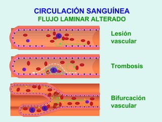CIRCULACIÓN SANGUÍNEA
FLUJO LAMINAR ALTERADO

                  Lesión
                  vascular


                  Trombosis




                  Bifurcación
                  vascular
 