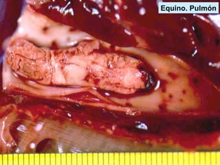 Equino. Pulmón
 