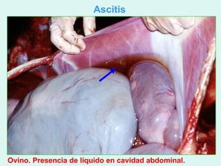 Ascitis




Ovino. Presencia de líquido en cavidad abdominal.
 