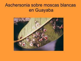 Aschersonia sobre moscas blancas  en Guayaba 