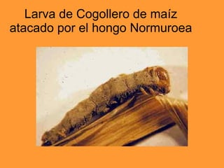 Larva de Cogollero de maíz atacado por el hongo Normuroea 
