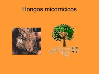 Hongos micorricicos 