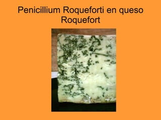 Penicillium Roqueforti en queso Roquefort 