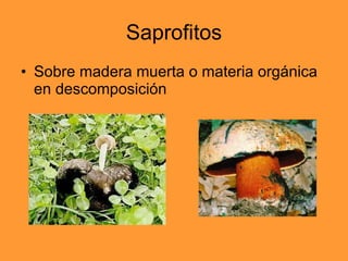 Saprofitos Sobre madera muerta o materia orgánica en descomposición 