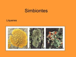 Simbiontes Líquenes 