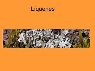 Líquenes 