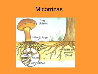 Micorrizas 