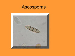 Ascosporas 