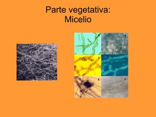 Parte vegetativa: Micelio 
