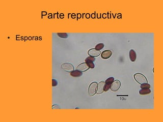 Parte reproductiva Esporas 