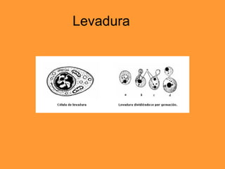 Levadura 