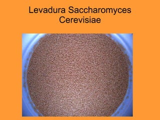 Levadura Saccharomyces Cerevisiae 