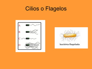 Cilios o Flagelos 