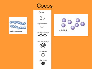 Cocos 
