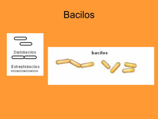 Bacilos 