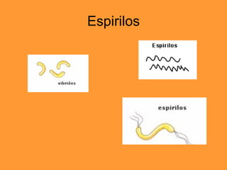 Espirilos 