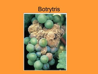 Botrytris 