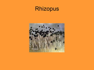 Rhizopus 