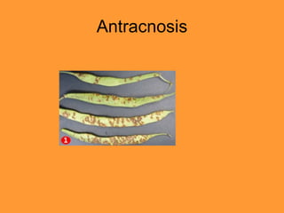Antracnosis 