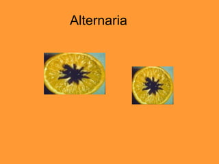 Alternaria 