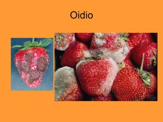 Oidio 