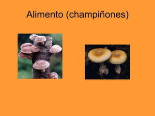 Alimento (champiñones) 