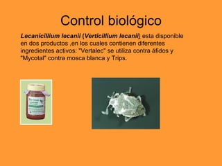 Control biológico Lecanicillium lecanii  ( Verticillium lecanii )   esta disponible en dos productos ,en los cuales contienen diferentes ingredientes activos: "Vertalec" se utiliza contra áfidos y "Mycotal" contra mosca blanca y Trips.  
