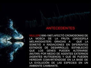              ANTECEDENTESMULLER(1890-1967) AFECTÓ CROMOSOMAS DE LA MOSCA DE LA FRUTA (DROSOFILA  MELANOGASTER) GRACIAS A  QUE LA SOMETIÓ A RADIACIONES EN DIFERENTES ESTADIOS DE DESARROLLO, ESTABLECIIÓ QUE LOS GENES PUEDEN ALTERARSE (MUTAR) POR MEDIO DE AGENTES EXTERNOS (AGENTES MUTÁGENOS) Y QUE SE PUEDEN HEREDAR COMVIRTIÉNDOSE EN LA BASE DE LA EVOLUCIÓN DE LAS ESPECIES EN UN AMBIENTE CAMBIANTE.