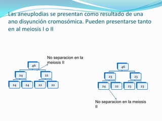 Las aneuplodias se presentan como resultado de una
ano disyunción cromosómica. Pueden presentarse tanto
en al meiosis I o II



                           No separacion en la
                           meiosis II
                46                                                 46

      24                  22                             23                  23

 24        24        22        22                   24        22        23        23



                                                 No separacion en la meiosis
                                                 II
 