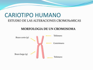CARIOTIPO HUMANO
ESTUDIO DE LAS ALTERACIONES CROMOS0MICAS

          MORFOLOGIA DE UN CROMOSOMA

                         Telómero
    Brazo corto (p)

                         Centrómero




   Brazo largo (q)
                         Telómero
 