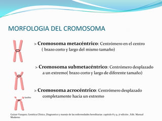 MORFOLOGIA DEL CROMOSOMA
                        > Cromosoma metacéntrico: Centrómero en el centro
                           ( brazo corto y largo del mismo tamaño)



                        > Cromosoma submetacéntrico: Centrómero desplazado
                           a un extremo( brazo corto y largo de diferente tamaño)



                        > Cromosoma acrocéntrico: Centrómero desplazado
             Satélite       completamente hacia un extremo



Guizar-Vazquez, Genética Clínica ,Diagnostico y manejo de las enfermedades hereditarias capitulo 8 y 9, 3ª edición , Edit. Manual
Moderno
 