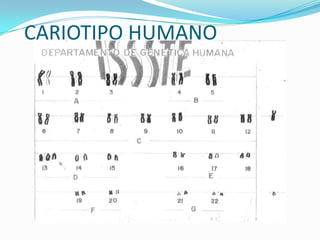 CARIOTIPO HUMANO
 