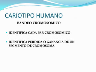 CARIOTIPO HUMANO
      BANDEO CROMOSOMICO

 IDENTIFICA CADA PAR CROMOSOMICO


 IDENTIFICA PERDIDA O GANANCIA DE UN
 SEGMENTO DE CROMOSOMA
 