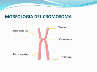 MORFOLOGIA DEL CROMOSOMA

                    Telómero
  Brazo corto (p)


                    Centrómero




  Brazo largo (q)
                      Telómero
 